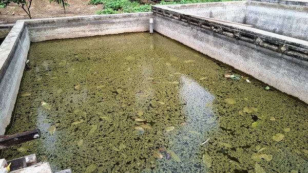 Yüzeyde su birikintisi, yosun, yosun ve yapraklarla yakın çekim. Su ekosistemi, biyoloji araştırmaları, mikro habitat ve tatlı su araştırma materyallerini temsil eder..