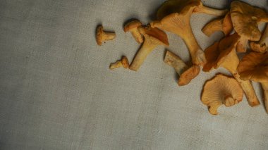 Mantar arka planı. Taze chanterelle mantarları kırsal dokulu keten arkaplan, düz döşeme, kopyalama alanı üzerine kapanır