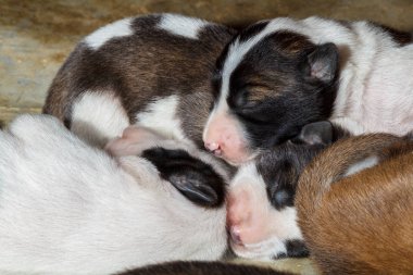 Köpek yavrusu bir kahverengi bir beyaz, kahverengi gövdeli uyuyor.