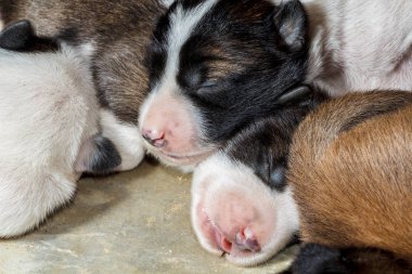 Köpek yavrusu bir kahverengi bir beyaz, kahverengi gövdeli uyuyor.