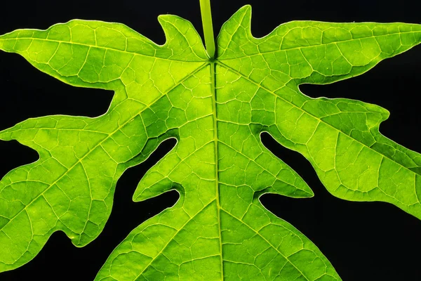 Close Photos Papaya Leaves Green Use Background Image — Stock Photo, Image