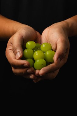 A pair of hands carefully holding fresh green grapes against a dark background