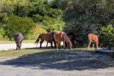 Photo of wild horses on the Outer Banks of North Carolina Currituck County Outer Banks in the summer vacation