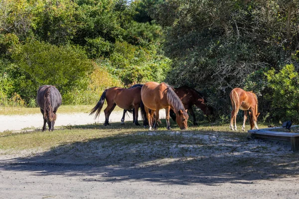Photo of wild horses on the Outer Banks of North Carolina Currituck County Outer Banks in the summer vacation