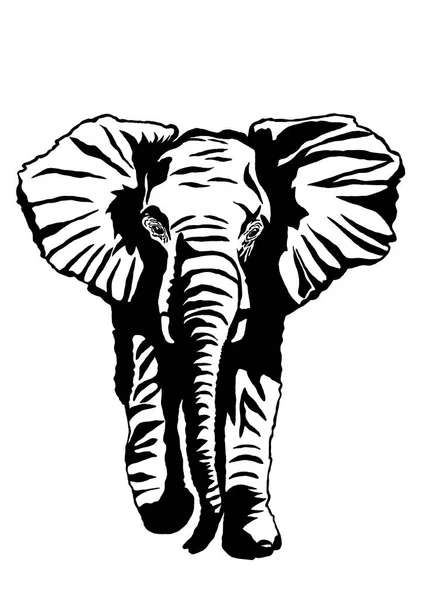 Черно Белый Монохромный Рисунок Слона Лицензионные Стоковые Изображения