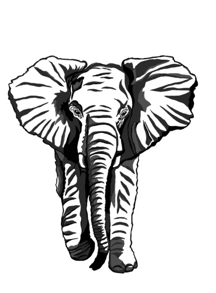 Иллюстрация Слона Черно Белый Серый Стоковое Изображение