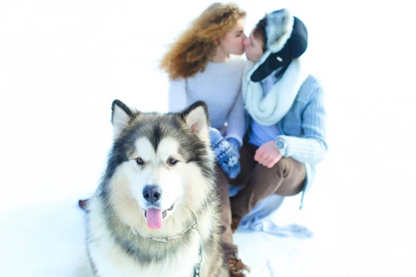 Close up muzzle of husky with kissing couple in winter background. — Stock Photo, Image