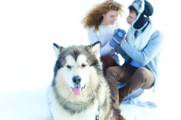Close up cute muzzle of husky with kissing couple in winter background. — Stock Photo, Image