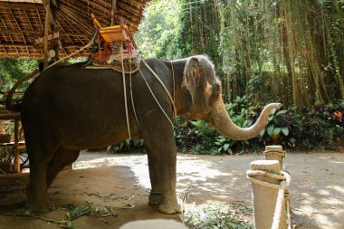 Büyük fil duran sarı Saddle evcilleştirilmeyi.