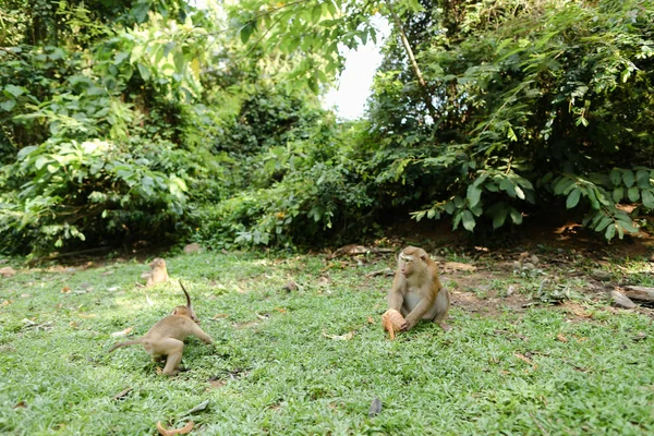 野生的好猴子坐在草地上吃椰子. — 图库照片