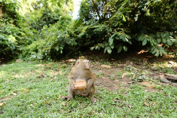 Petit beau singe assis sur l'herbe et mangeant de la noix de coco . — Photo