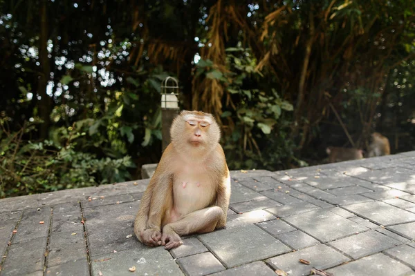 Mono lindo sentado en el parque, árboles en el fondo . — Foto de Stock