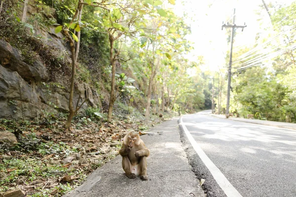 Pequeño mono sentado en la carretera en Tailandia . —  Fotos de Stock