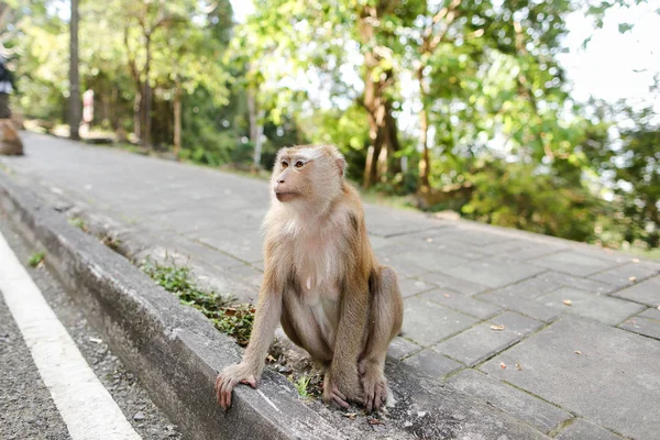 Pequeño mono agradable sentado en la carretera en la India . — Foto de Stock