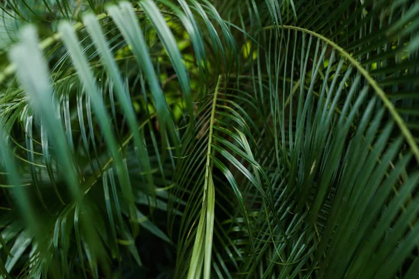 Palmera follaje verde foto de fondo . —  Fotos de Stock