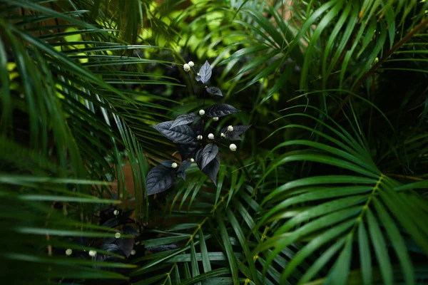 Trópusi zöld levelek background fénykép. — Stock Fotó
