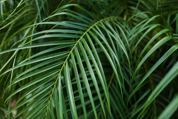 Tropical verde folhagem fundo foto . — Fotografia de Stock