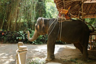 Gri fil duran sarı Saddle evcilleştirilmeyi.