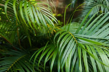 Palm tropikal yaprak arka plan fotoğraf.