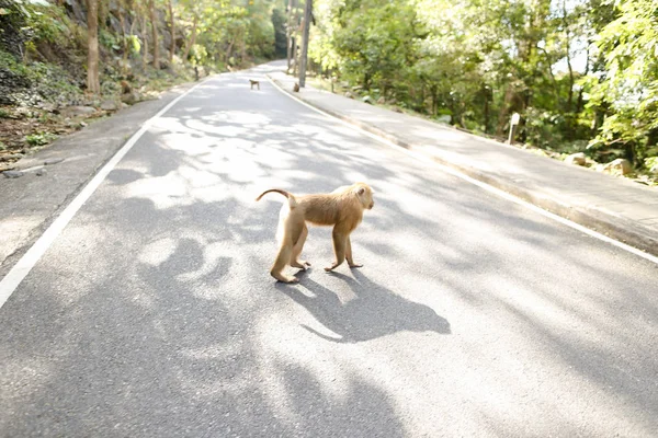 Lindo mono caminando en la carretera en los rayos del sol . — Foto de Stock