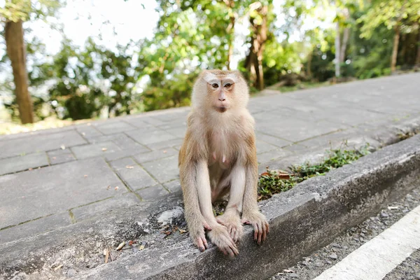 Pequeño macaco sentado en la carretera en Tailandia . — Foto de Stock