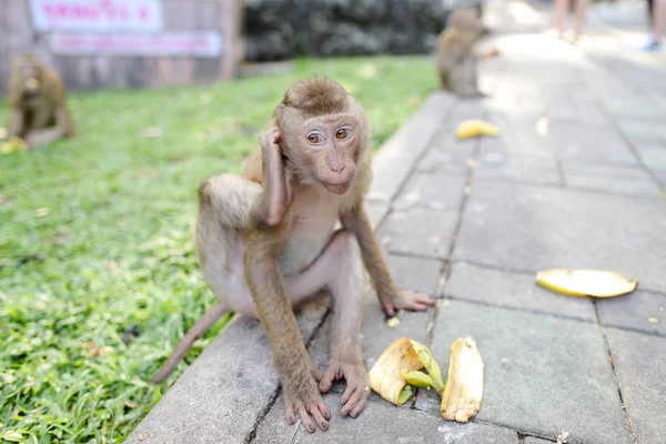 Singe drôle manger de la banane sur fond d'herbe dans le parc . — Photo