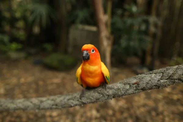 Közelről narancs papagáj ül ága erdő. — Stock Fotó