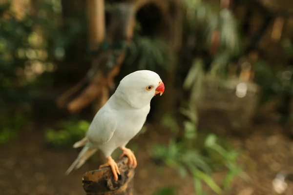 Közelről fehér papagáj ül ága erdő. — Stock Fotó