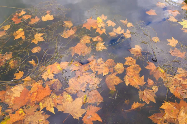 Yellow maple leaves falling into water in autumn, soft focus background.