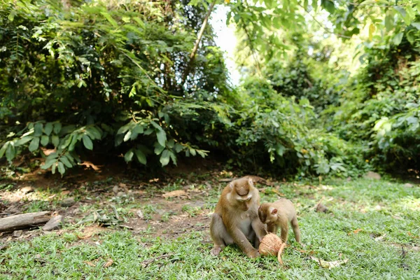 Bonita madre mono comiendo coco con niños en la hierba . —  Fotos de Stock