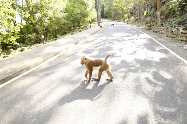 Bonito mono caminando por la carretera en rayos de sol . —  Fotos de Stock