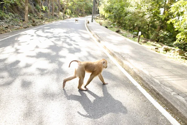 Monkey running on road in sun rays. — Stock Photo, Image