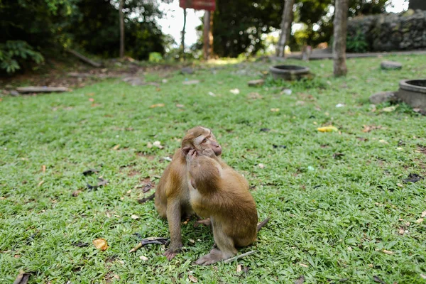 Zwei süße Affen sitzen auf Gras im Park. — Stockfoto