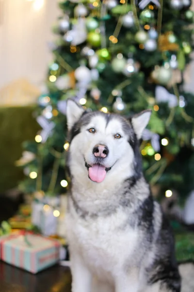 Malamute adulto con albero di Chrisymas sullo sfondo . — Foto Stock