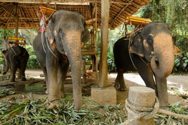 Saddles ile ayakta ve turistler için bekleyen büyük filler Evcil.