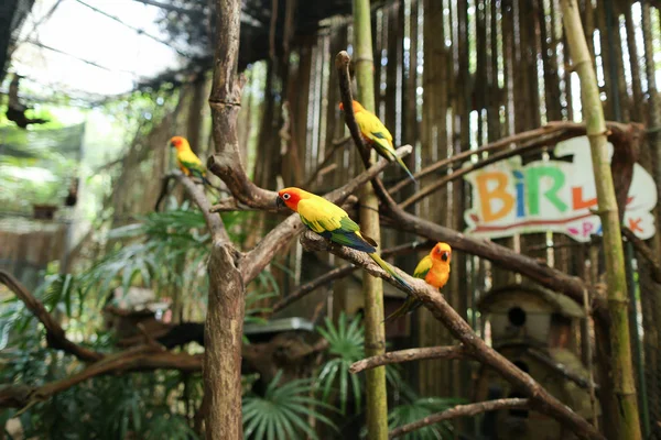 태국에서 나무 큰 장에 오렌지 귀여운 앵무새. — 스톡 사진