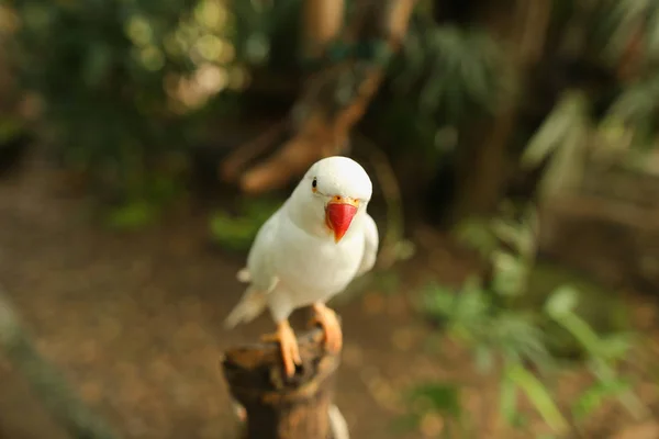 Közelről papagáj ül ága erdő. — Stock Fotó