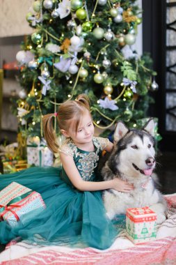Malamute ve Hediyelik Noel ağacı yanında küçük sevimli kız sittling.