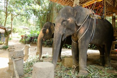 Ayakta ve turistler için bekleyen sarı saddles evcilleştirilmeyi gri fillerle.