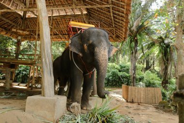 Büyük fil duran sarı Saddle evcilleştirilmeyi.