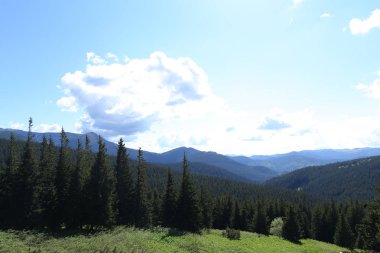 Çam ağaçları ve kozalaklı doğa ile Alp Dağları'nın muhteşem manzara.