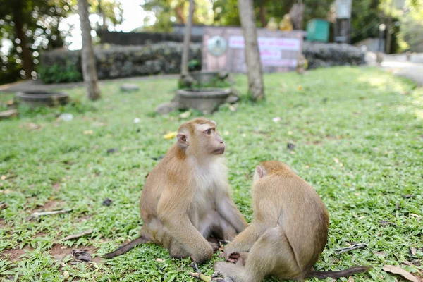 Two adult macaco sitting on grass in park. — Stock Photo, Image