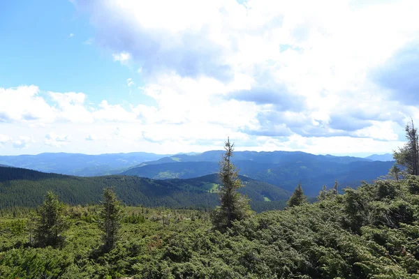 Árvores de abeto verdes em montanhas com nuvens no fundo . — Fotografia de Stock