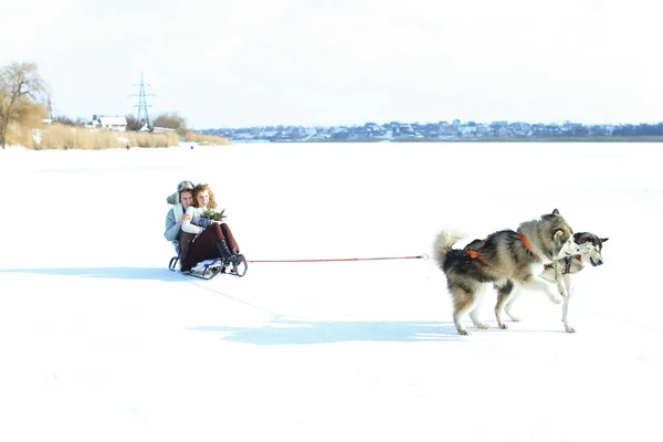 Kobieta i mężczyzna na sankach z huskies na śniegu. — Zdjęcie stockowe