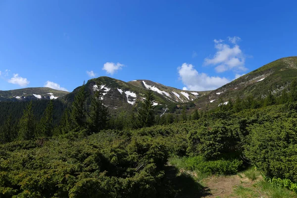 전나무 나무와 침 엽 수 자연 알프스 산의 멋진 풍경. — 스톡 사진
