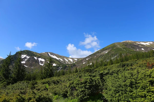 Paisaje verde de los Alpes montañas con abetos y coníferas naturaleza . —  Fotos de Stock