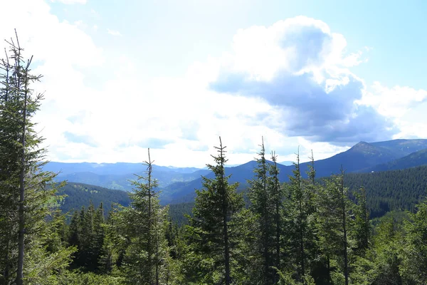 Karpaty s jedlí a mraky v pozadí. — Stock fotografie