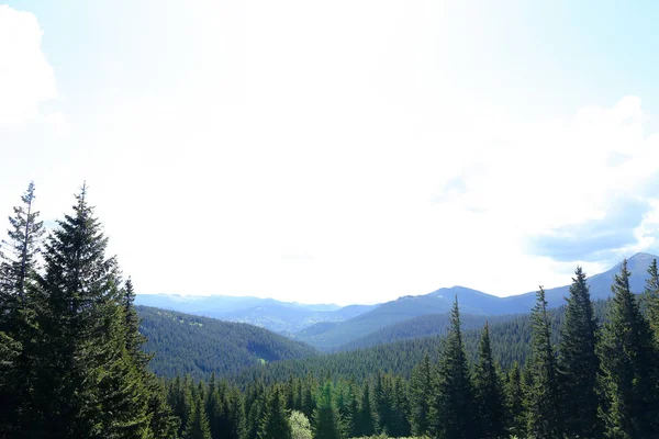 Magnifique paysage de montagnes des Carpates avec sapins et conifères nature . — Photo