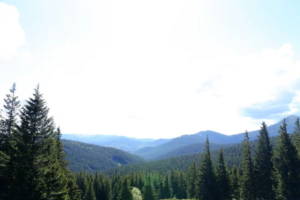 Maravilloso paisaje de montañas Cárpatos con abetos y naturaleza de coníferas . — Foto de Stock