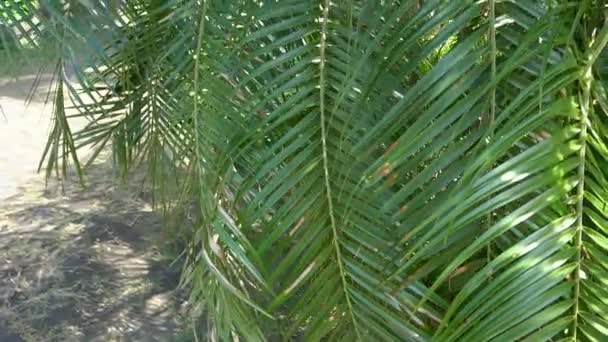 Diseñador de paisajes de cámara lenta viendo plantas en parcela de tierra . — Vídeos de Stock